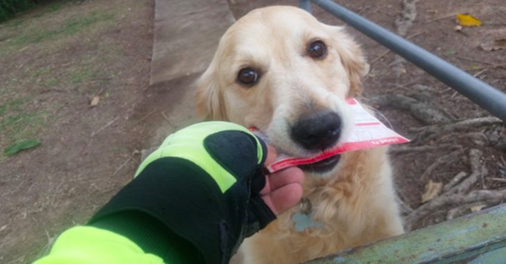 Esta adorable perrita adora recibir el correo de su amo; ¡El cartero improvisa para verla feliz!