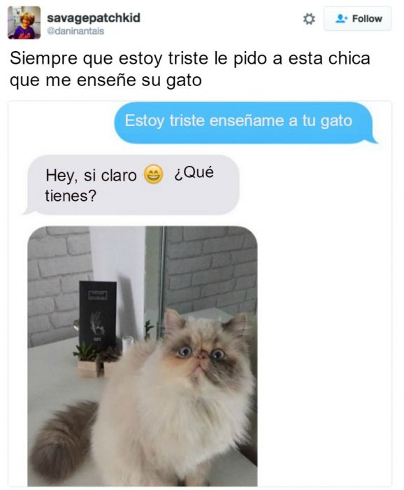 captura de pantalla de twitter gato 