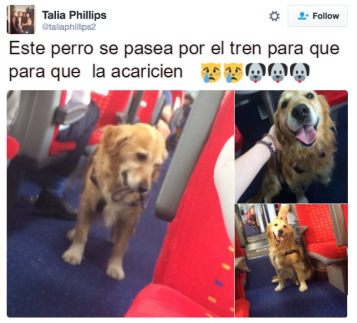 captura de pantalla de twitter perro en autobus 