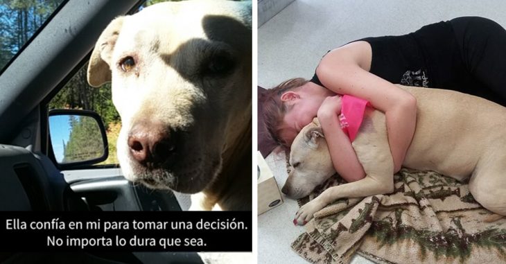 Antes de ponerla a dormir, capturó los últimos momentos de su perrita y no podrás dejar de llorar