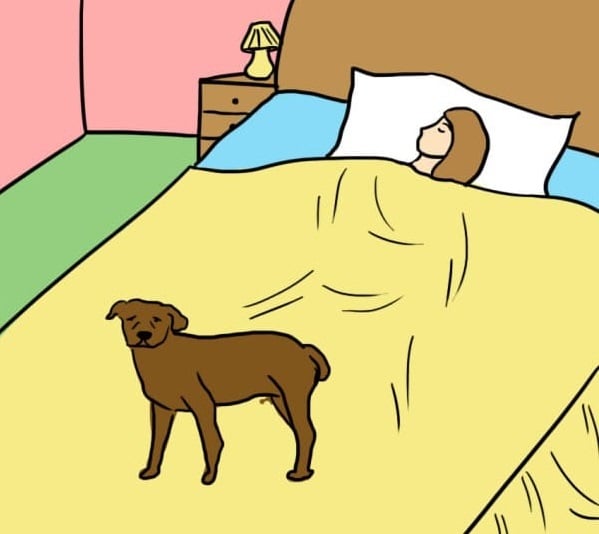 perro de pie a la cama de una mujer