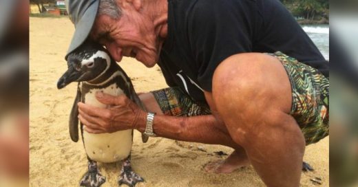 Dindim es un pingüino agradecido que viaja 8 mil km para visitar al hombre que salvó su vida