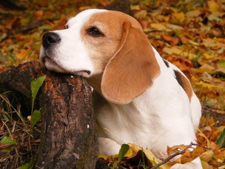 Beagle cachorro sentado tranquilo en el bosque. 