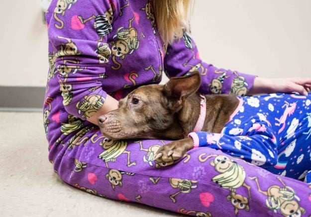 Perro recostado en los pies de su dueña, ambos usando una pijama 