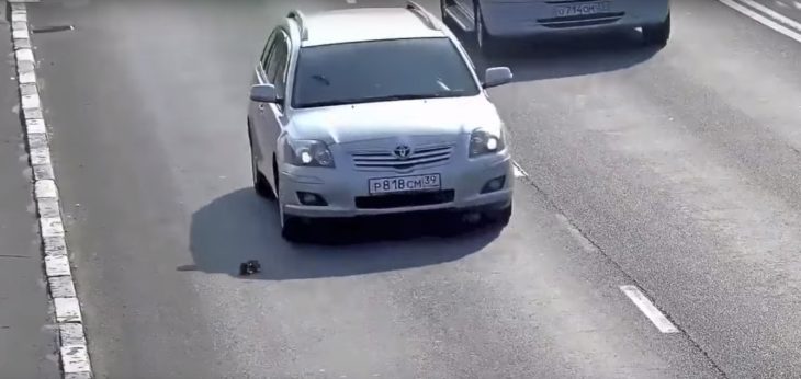 Auto a punto de atropellar a un gato 