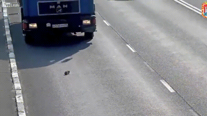 GIF camión esquivando a un gato 