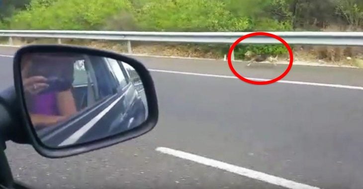 Después de que sus dueños lo abandonaran, este perro siguió su coche durante kilómetros por la carretera