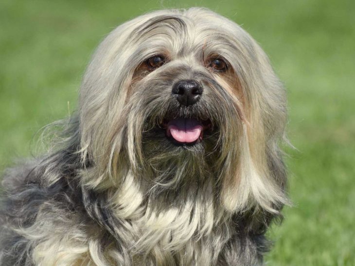 Havanese sacando la lengua. 