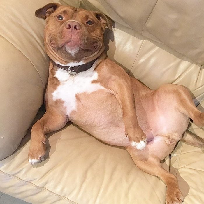 Pitbull sonriendo en un sillón. 