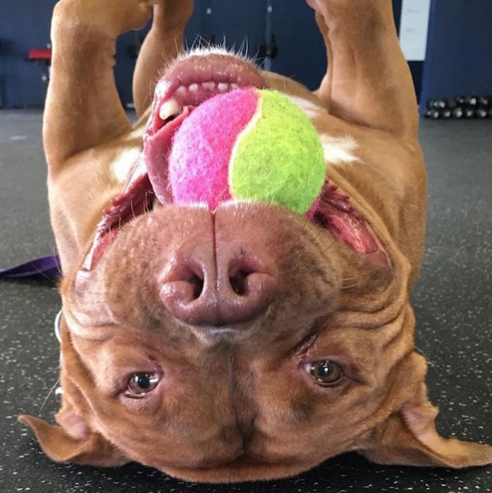 Pitbull jugando con una pelota. 