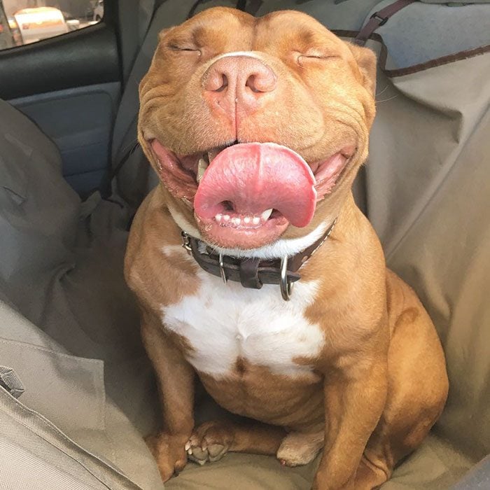 Pitbull en el asiento trasero de un automóvil. 