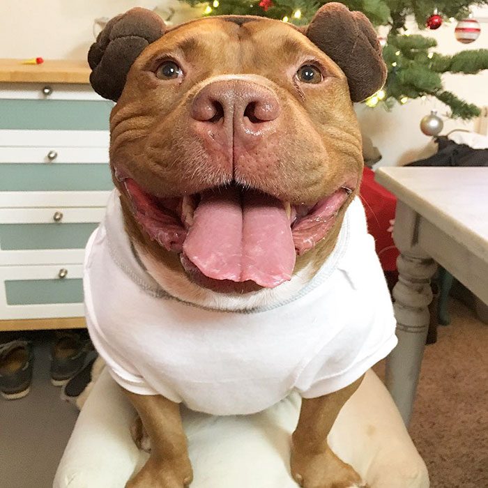 Pitbull con playera blanca. 