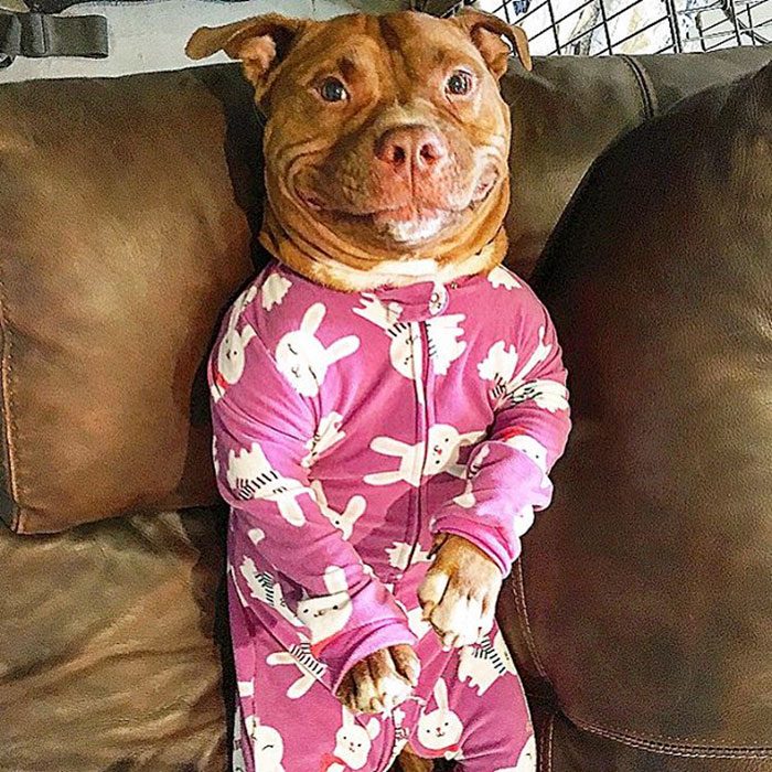 Pitbull con pijama sonriendo. 