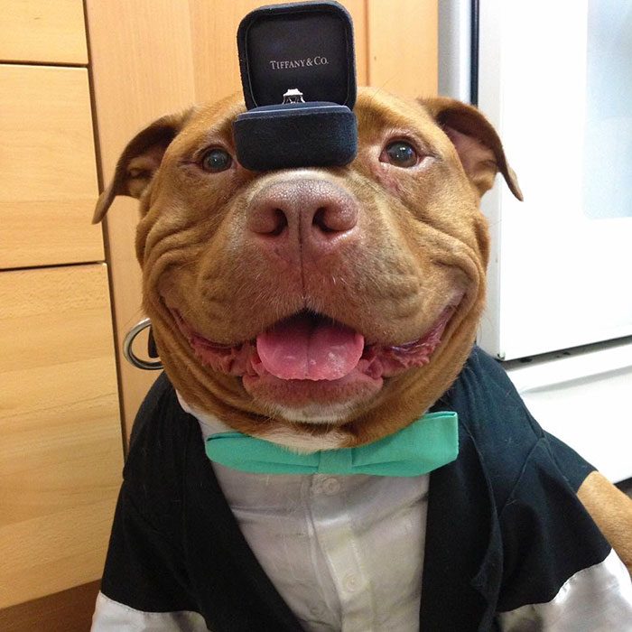 Pitbull vestido de traje y con un anillo en su nariz. 