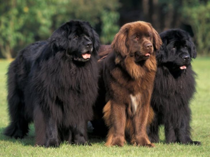 Tres terranovas mirando al frente. 