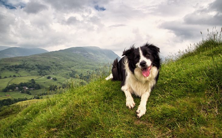 Perro Border Collie corriendo por el campo. 