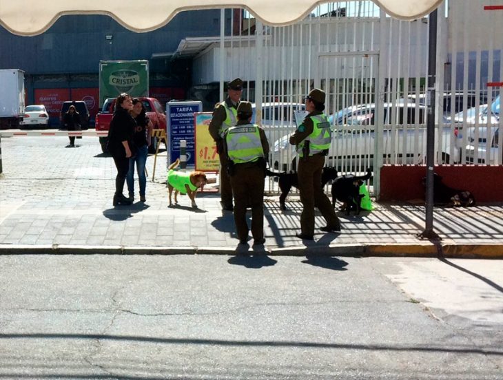 Perritos se convierten en parte del grupo de carabineros. 