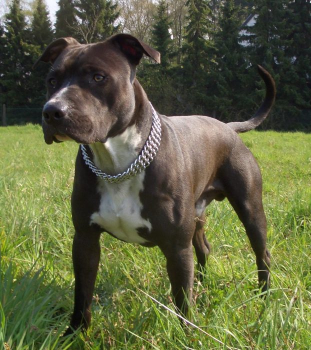 American Staffordshire Terrier mirando al horizonte. 