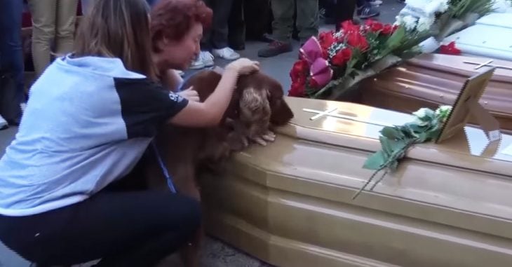 Perro se despide de su dueño fallecido en terremoto en Italia