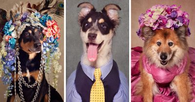 Estos refugios de animales tuvieron la mejor idea para promover la adopción; ¡Es adorable!