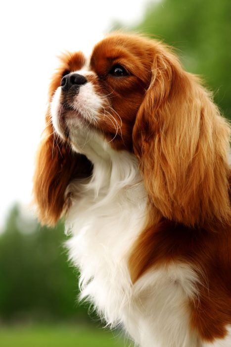 Cavalier Kings Charles Spaniel.