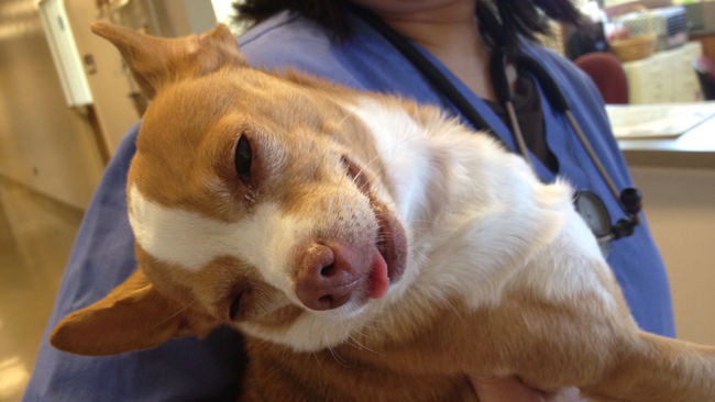 Perrito siendo atendido en una clínica veterinaria. 