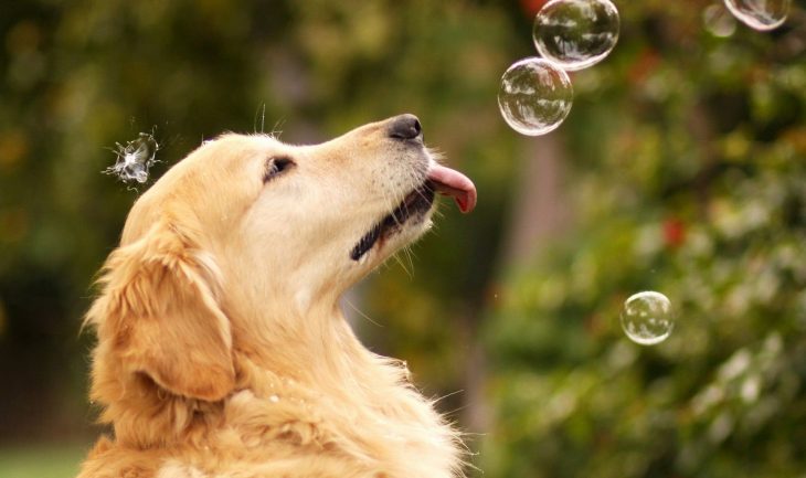 Perro alcanzando burbujas de jabón. 