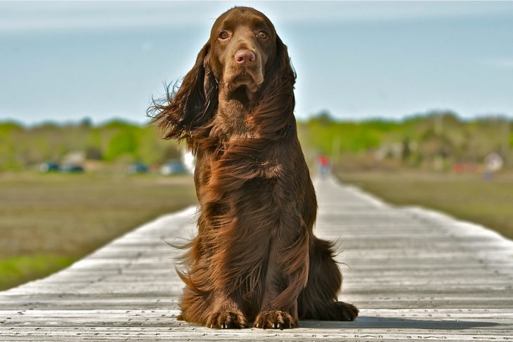 Field Spaniel.