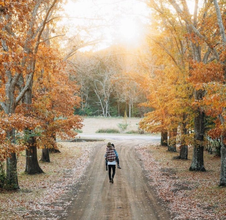 camino de hojas en otoño y arboles 