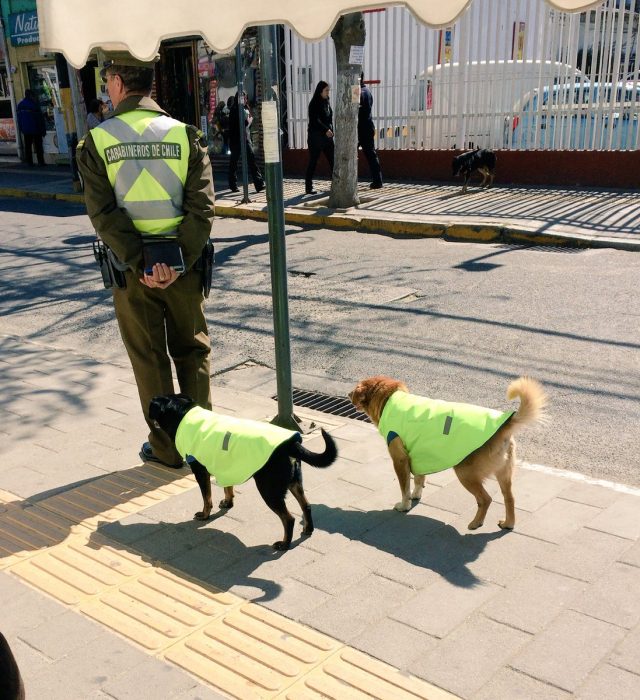 Perritos acompañan a carabineros. 