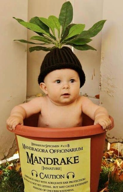 bebé disfrazado de mandrágora
