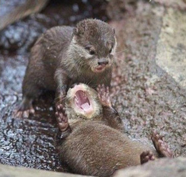 Foto de un animal abriendo la boca. 