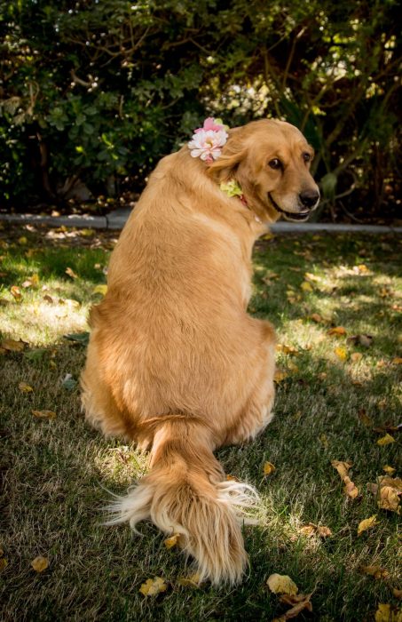 perrita embarazada posa para foto