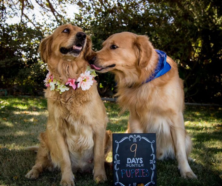 perros golden retrieven en sesión fotográfica