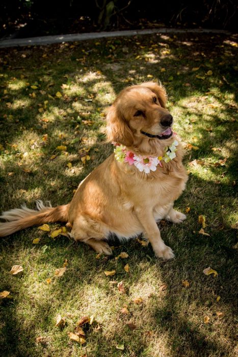 perrita embarazada posa para foto