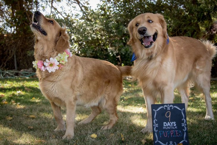 perros golden retrieven en sesión fotográfica