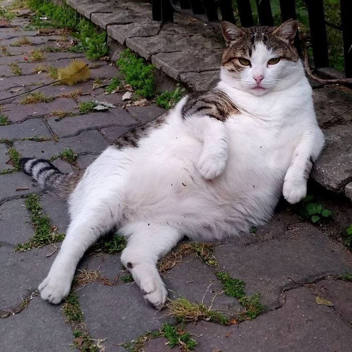 Gato con pose relajada 