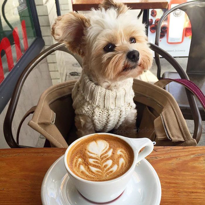 Popeye tomando café 