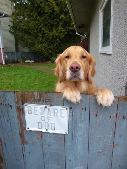 Perro protegiendo su guarida. 