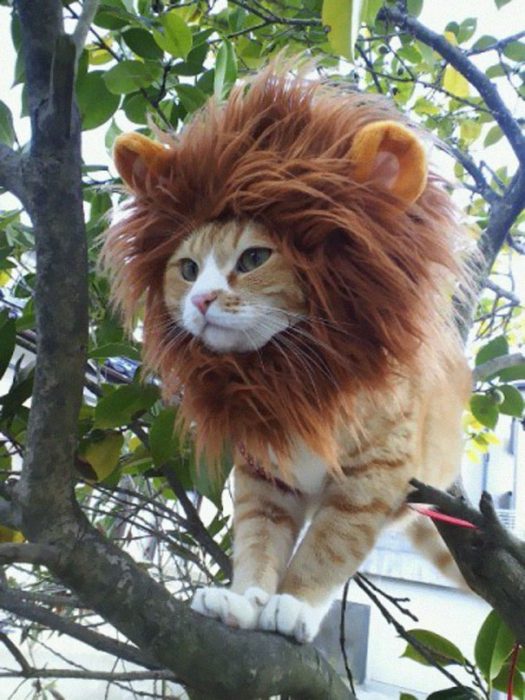 boredpanda-com-halloween-cat-costumes-18-57f75fdd69a76__605