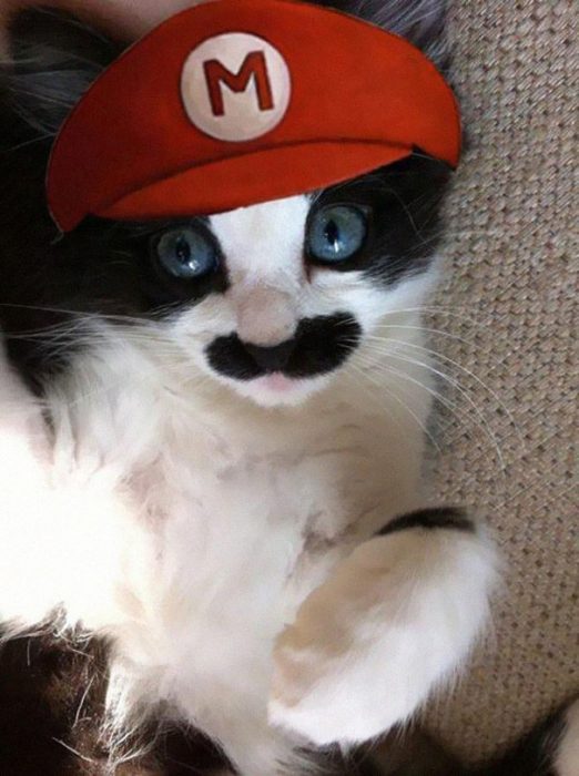 boredpanda-com-halloween-cat-costumes-22-57f75fe81c8ba__605