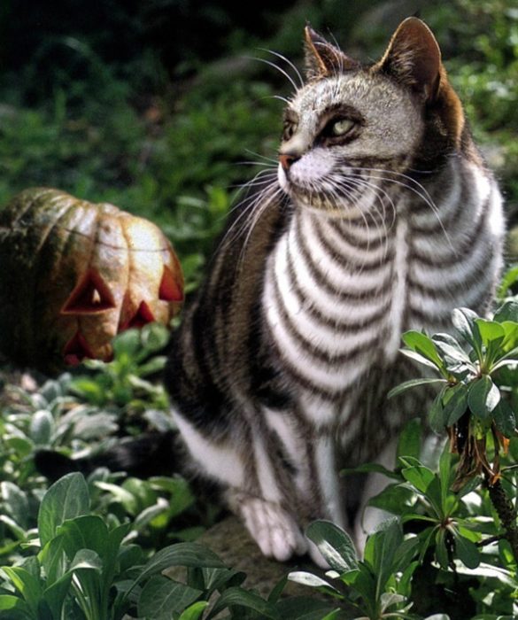 boredpanda-com-halloween-cat-costumes-52-57f785afe5c64__605