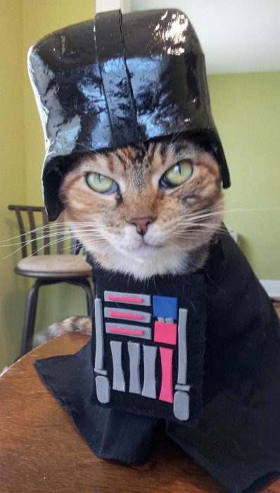 catscatscatsplusonedog-com-darthmittens