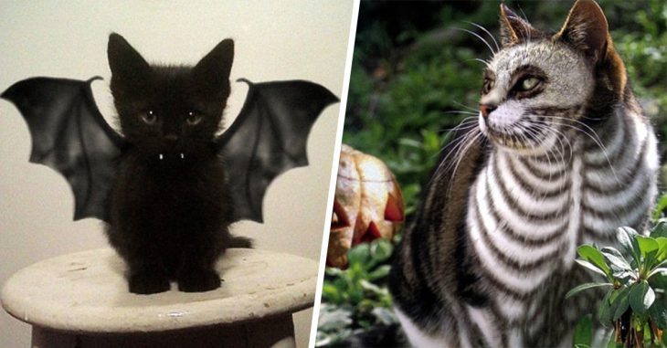 15 terroríficos disfraces para gato en Halloween