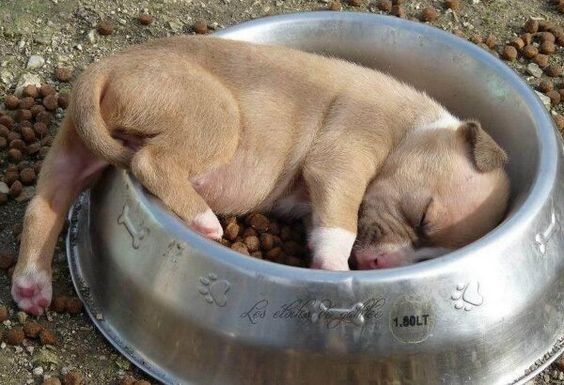 Perro dormido en su plato de comida. 