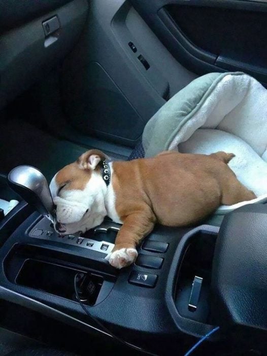 Perro dormido en el asiento del copiloto.