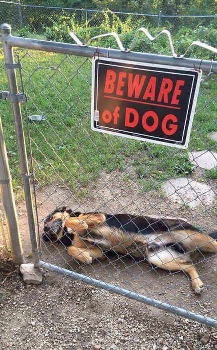 Perro levantando las patas. 