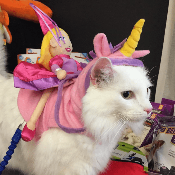 google-com-mx-1442611154-cat-unicorn