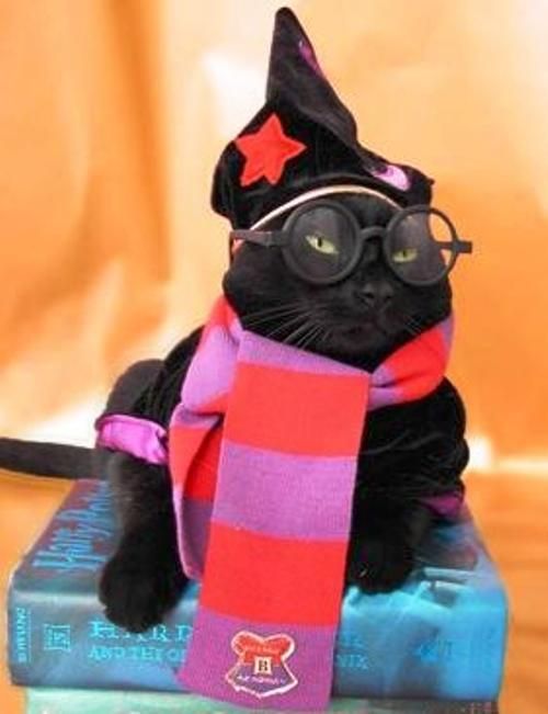 google-com-mx-harry-potter-cat-halloween-costume-jpg