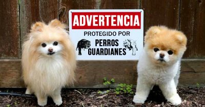 20 Adorables perros guardianes que lo único que harán es robarte el corazón